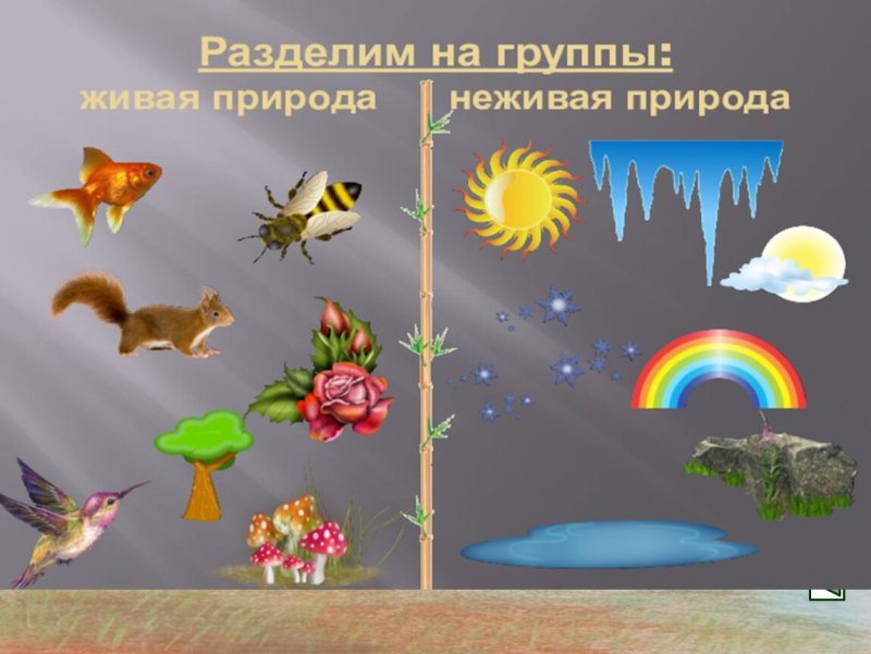 Живая и неживая природа для дошкольников