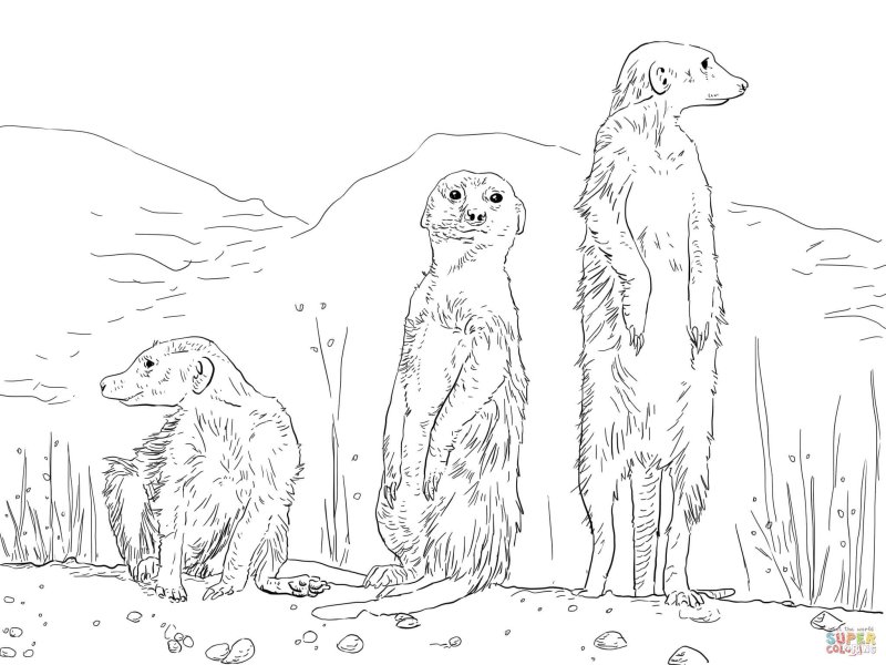 Сурикаты раскраска