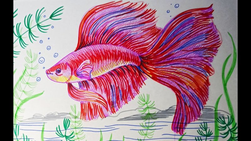 Красивые рыбки для рисования