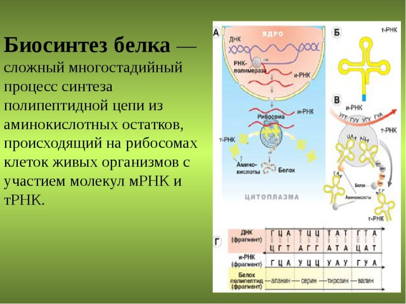 Процесс биосинтеза белка