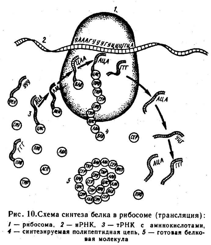 Схема биосинтеза белка на рибосоме