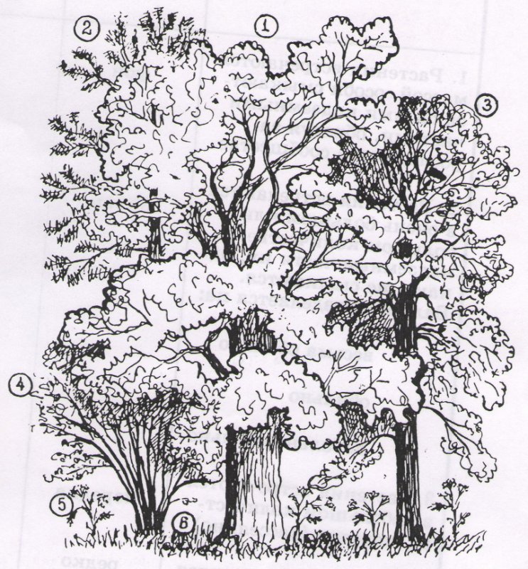Рисунок лиственого листа