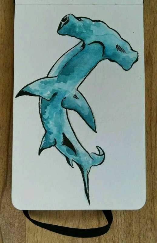 акула молот рисунок