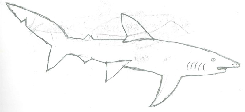 рисунок акулы карандашом