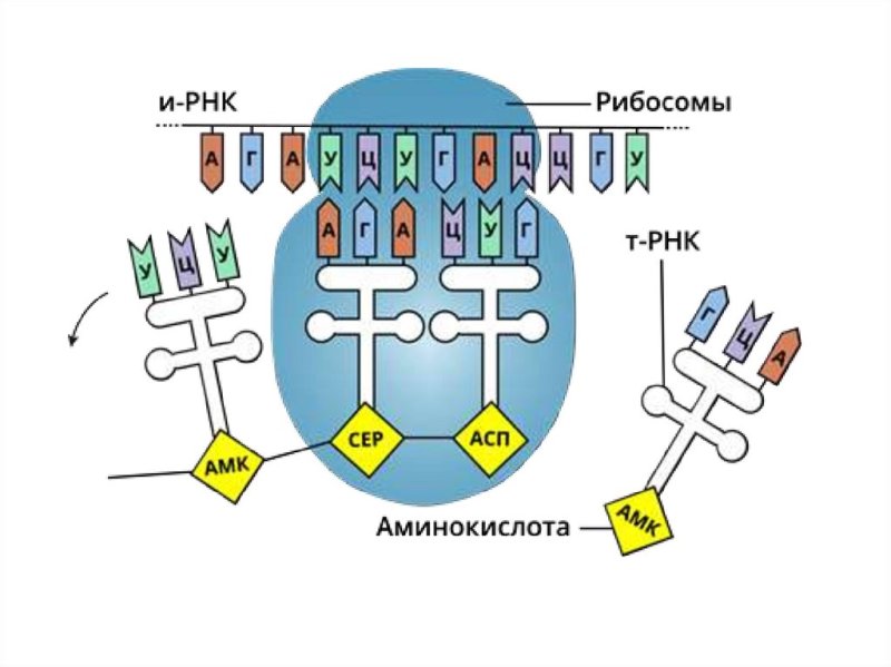 Полисома Синтез белка