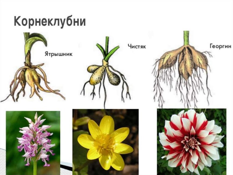 Корневые клубни чистяка