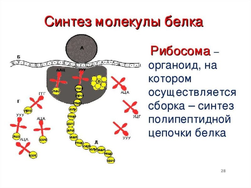 Строение рибосом и Синтез белка