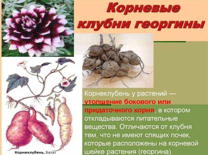 Корневые клубни георгины