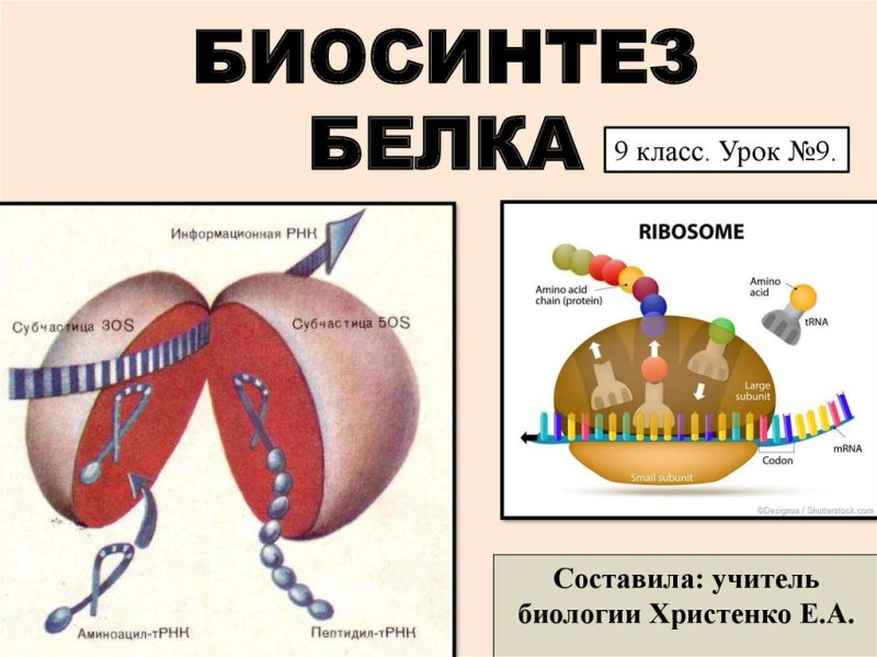 Синтез белка в клетке 9 класс биология
