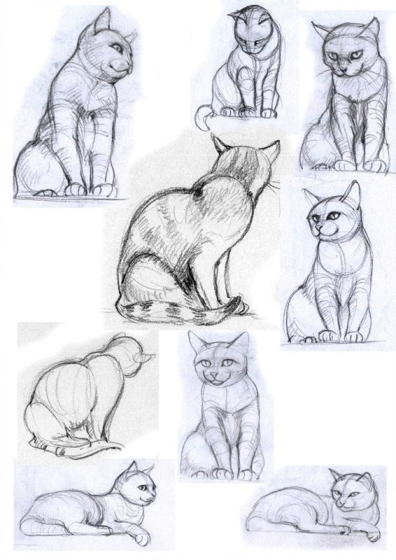 Кошка в разных ракурсах