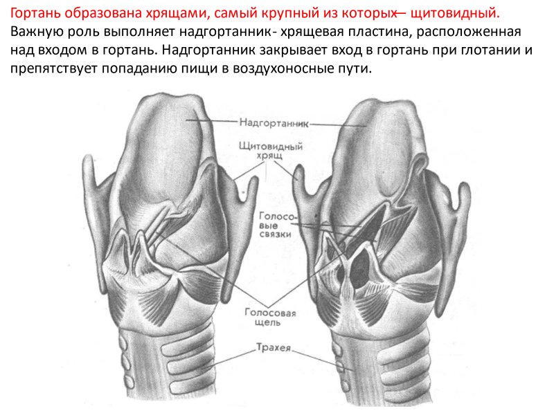 Щитовидный хрящ гортани анатомия