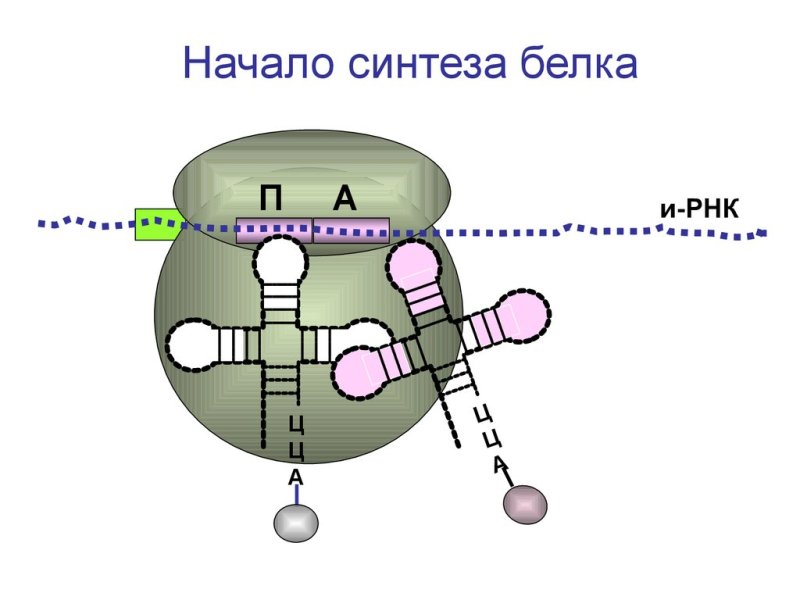 Синтез белка