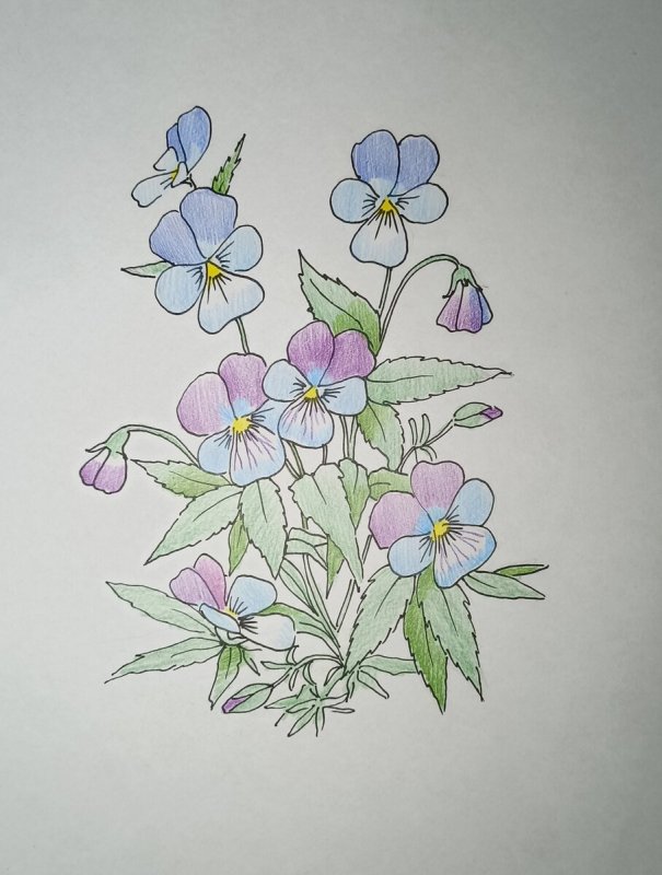 Фиалка рисунок