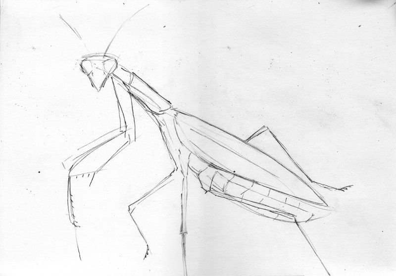 богомол рисунок карандашом