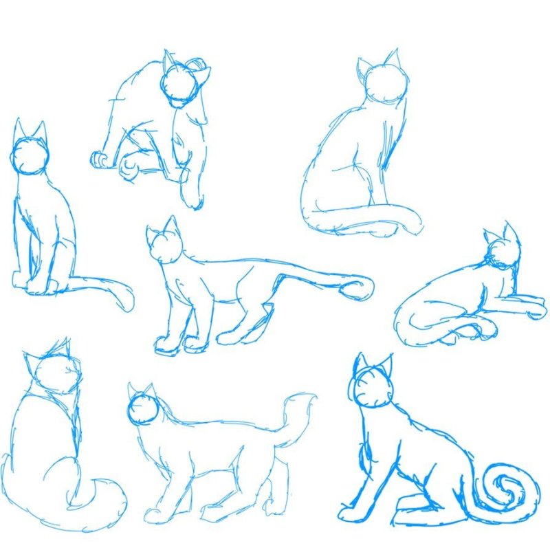 Позы котов для рисования