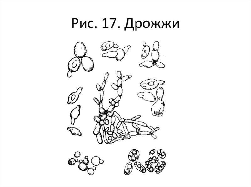 Строение дрожжей микробиология