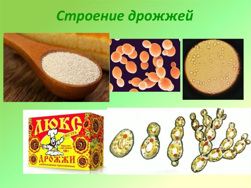 Строение дрожжевых грибов