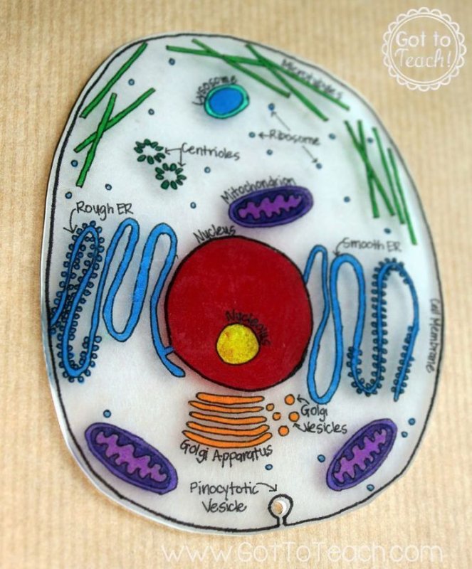 animal cell