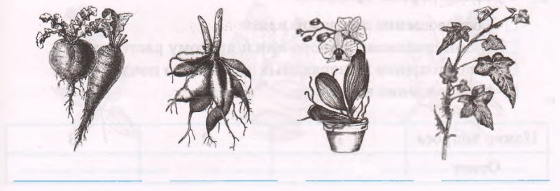 Корнеплоды и корневые клубни
