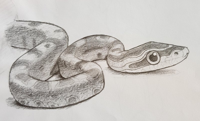 Рисунки для срисовки змея