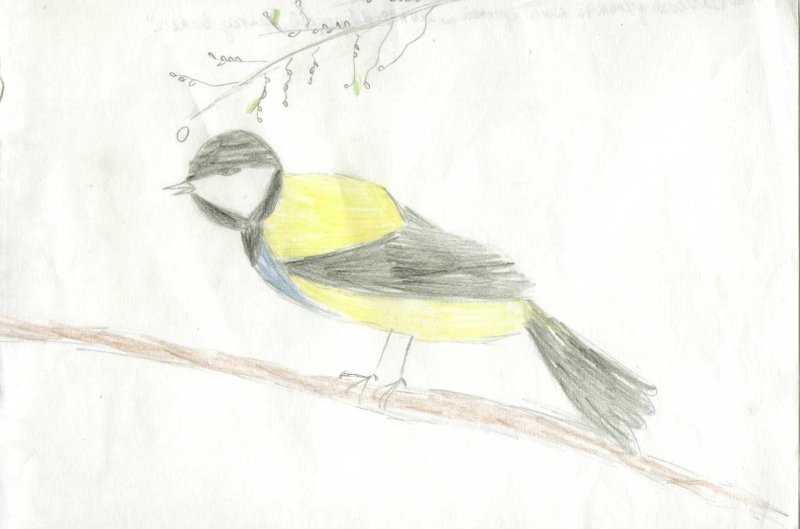 Синица поэтапное рисование