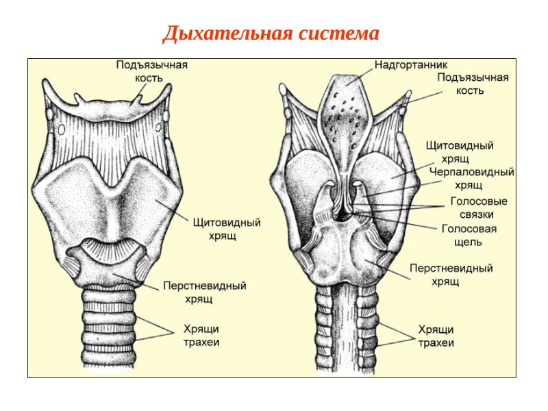 Хрящи гортани анатомия человека