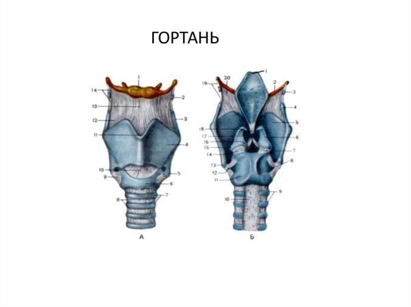 Строение гортани анатомия рисунок