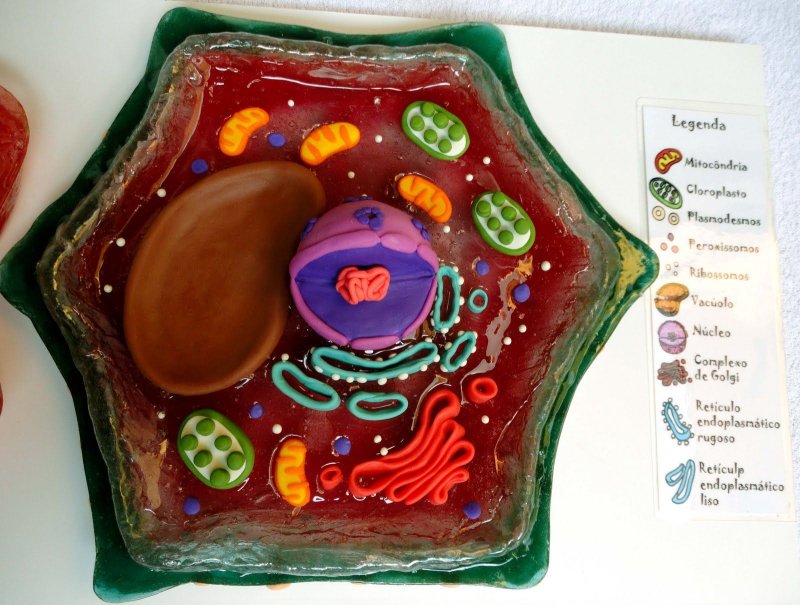 макет клетки из пластилина