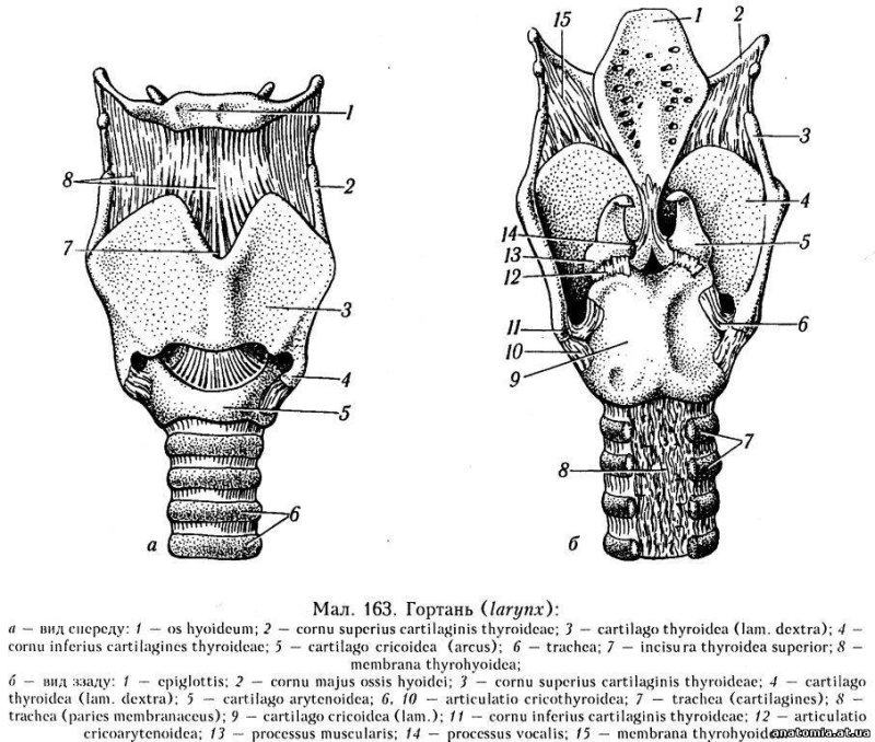 Подсвязочное пространство гортани анатомия