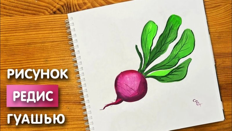 Рисунок редиса карандашом лёгкий
