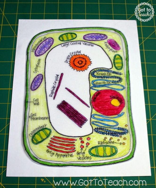 модель аппликация клетки 5 класс биология