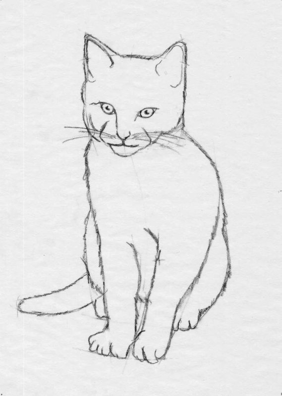 рисунок кошки карандашом для срисовки