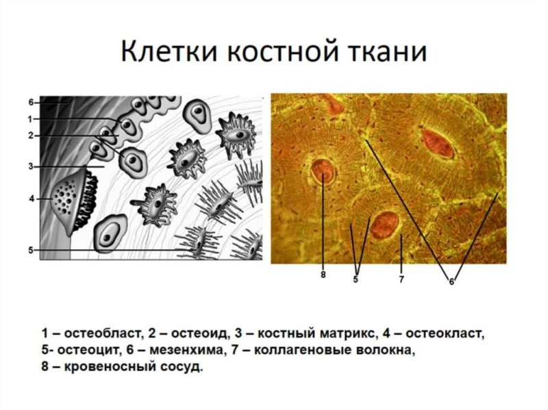 Костная ткань строение ткани