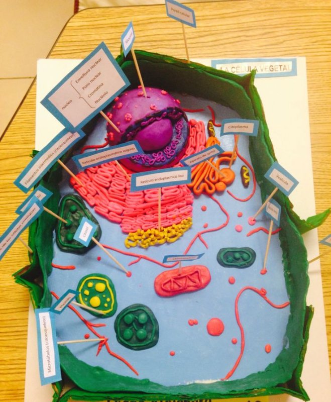 Модель клетки