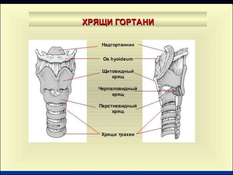 Перстнещитовидный сустав анатомия