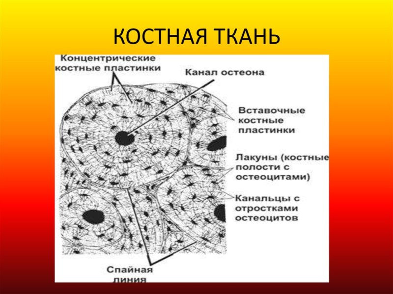 Строение костной соединительной ткани человека