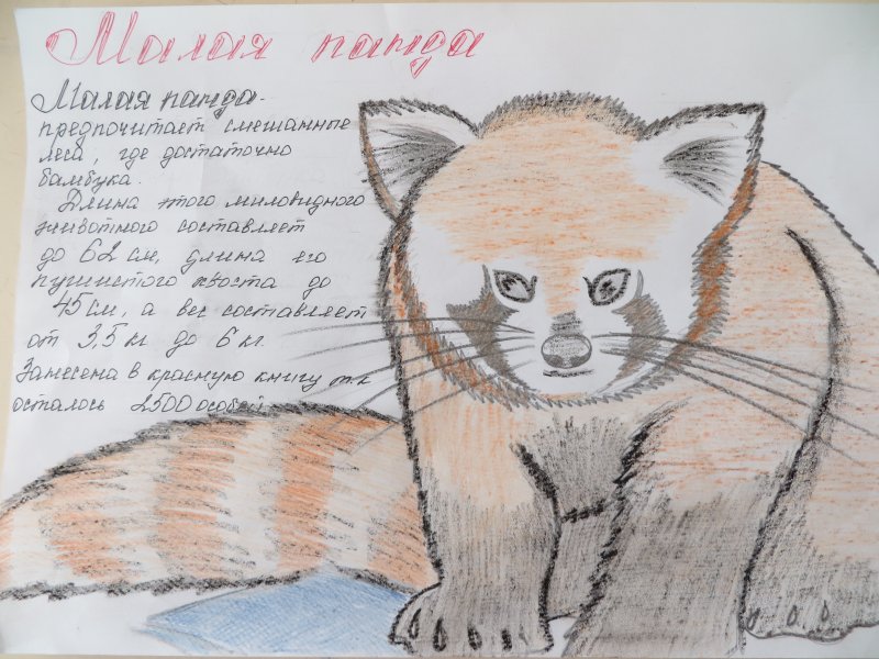 Красная книга животных рисование