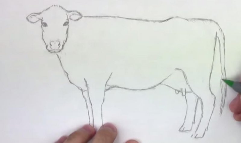 Рисование коровы поэтапно