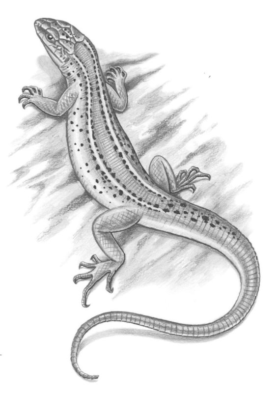 Ящерица эскиз