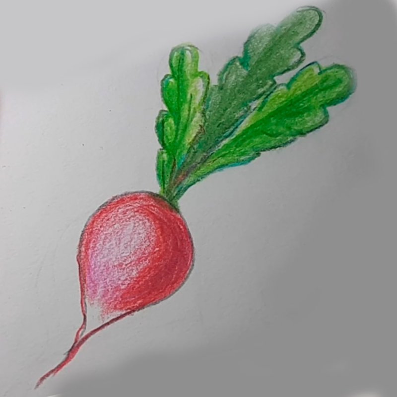 Нарисовать редиску карандашом