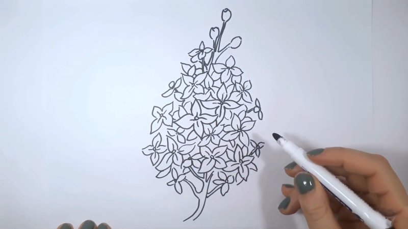 Сирень рисунок карандашом