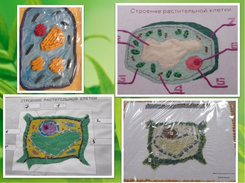 клетка строение растительная