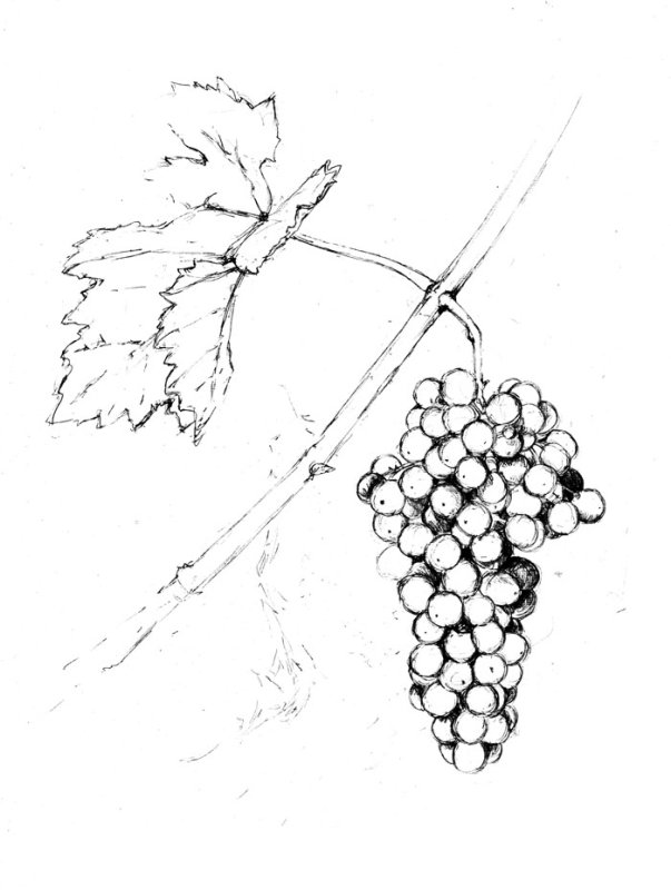 Виноград карандашом