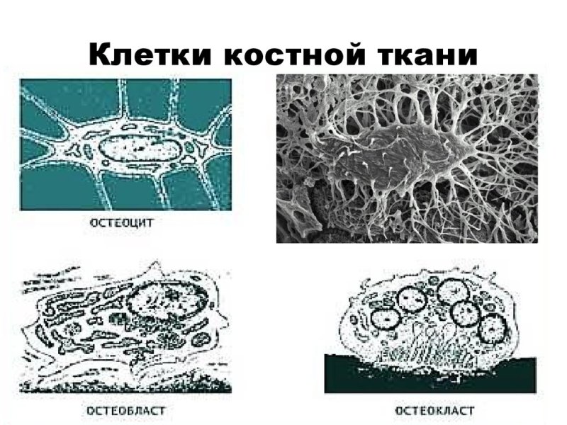 Костная ткань остеобласты