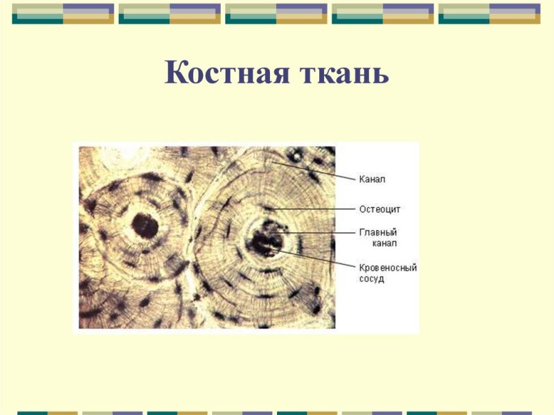 Соединительная ткань костная ткань строение