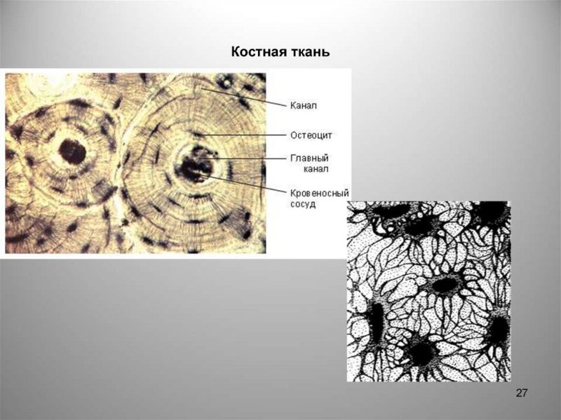 Костная пластинчатая соединительная ткань