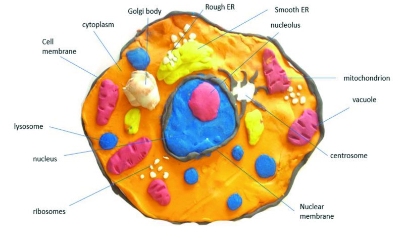модель клетки