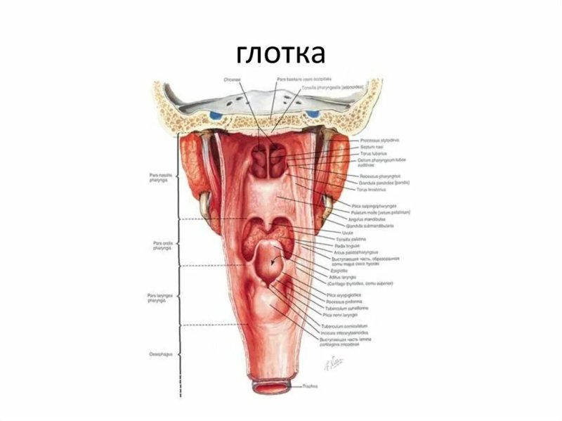 Мышцы глотки анатомия