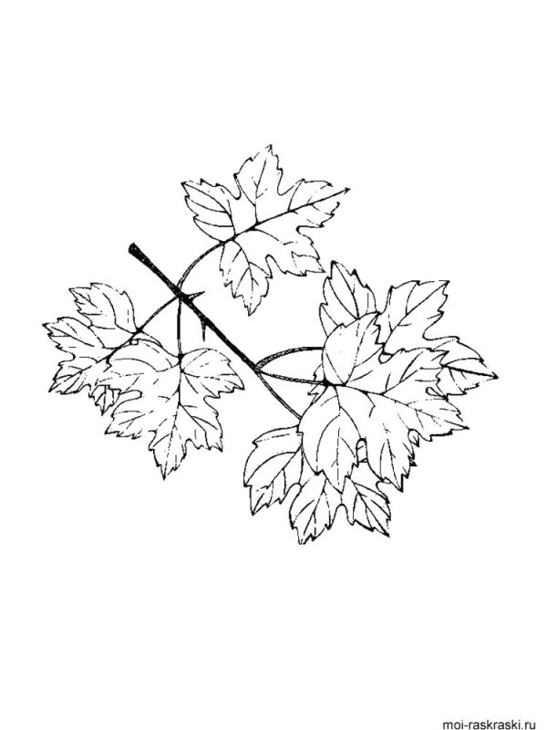 Листья раскраска