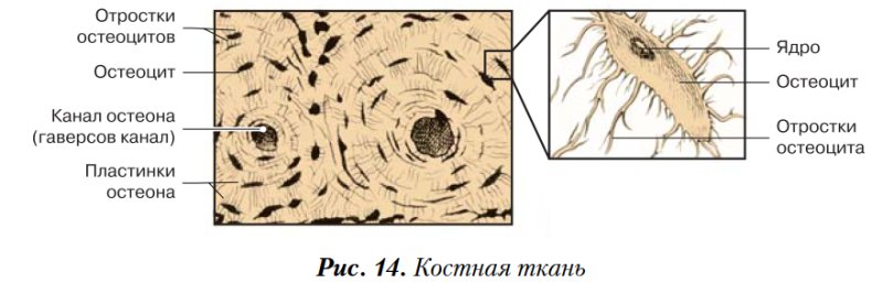 Костные клетки остеоциты гистология